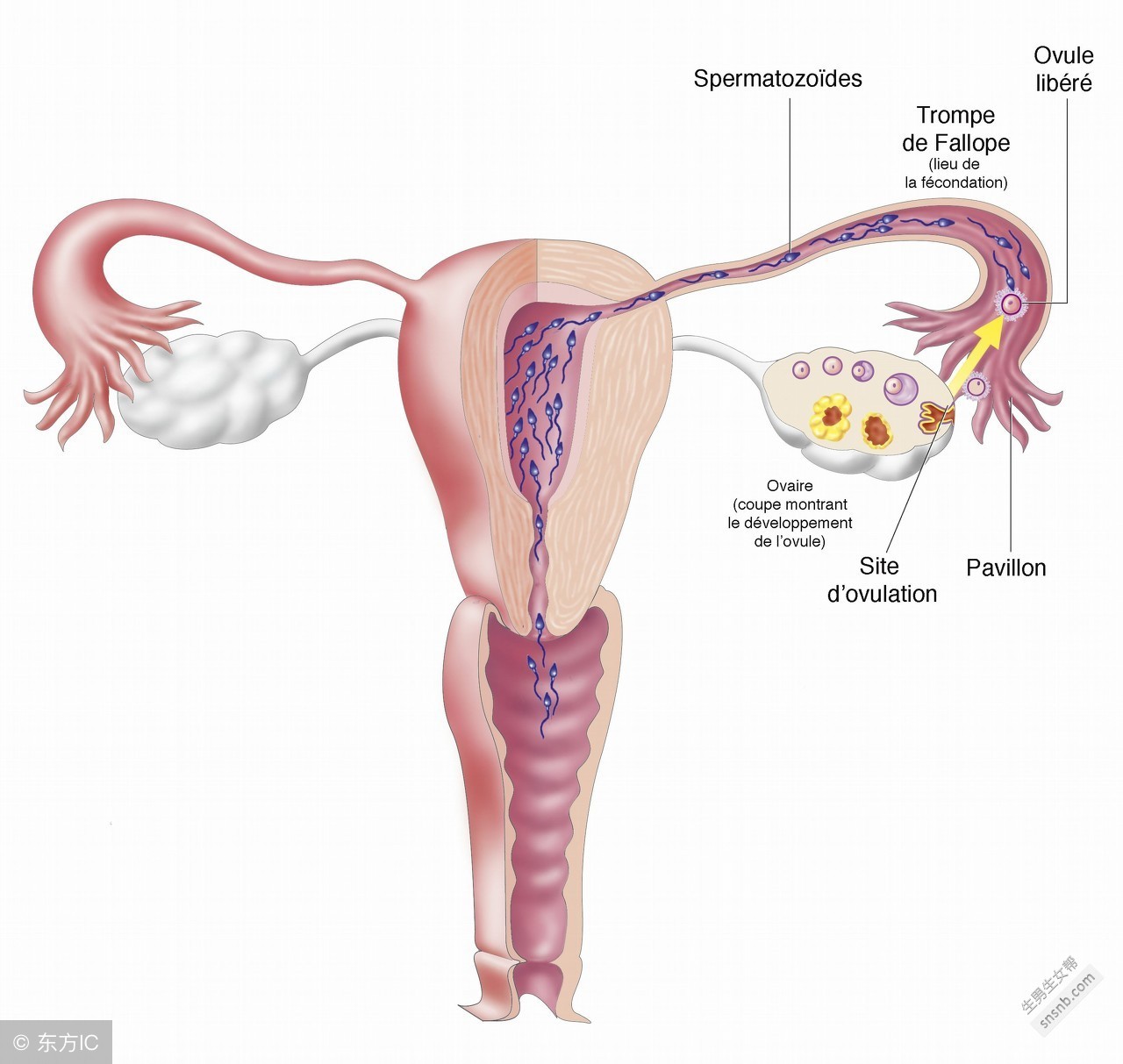 什么是输卵管性不孕？如何治疗输卵管性不孕？
